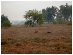 Wild im Gildehauser Venn