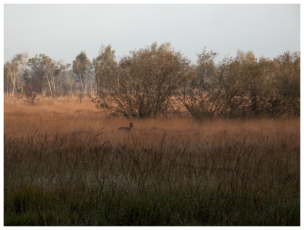 Wild im Gildehauser Venn