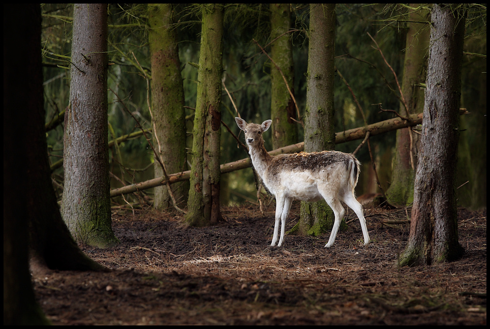 Wild im Wald