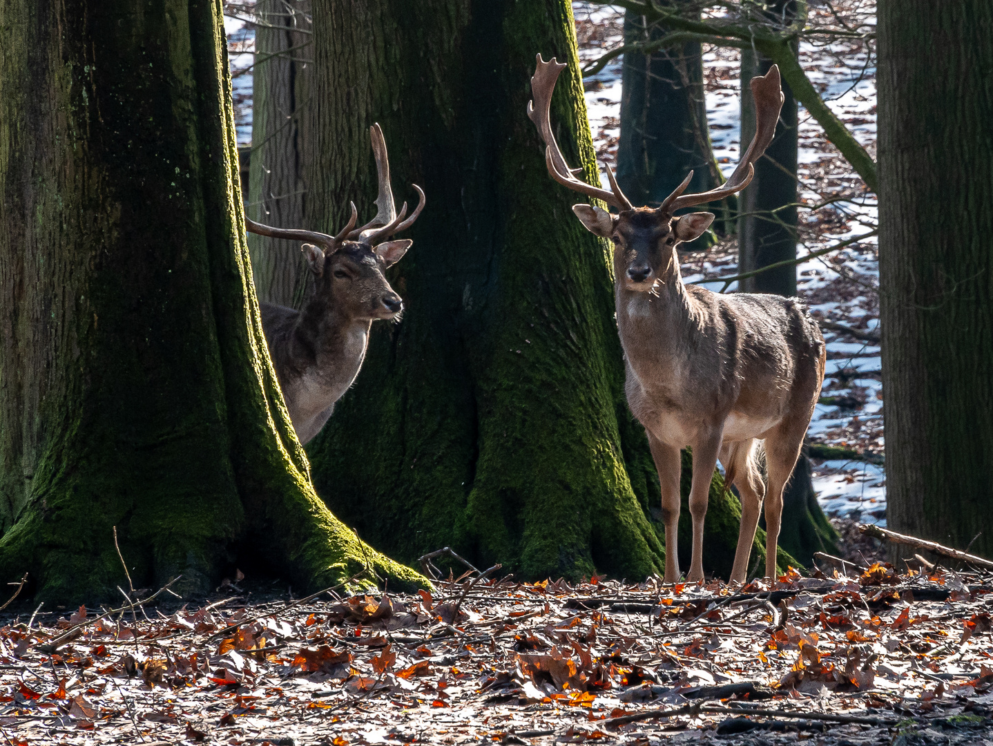 Wild im Wald