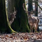 Wild im Wald