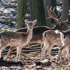 Wild im Wald