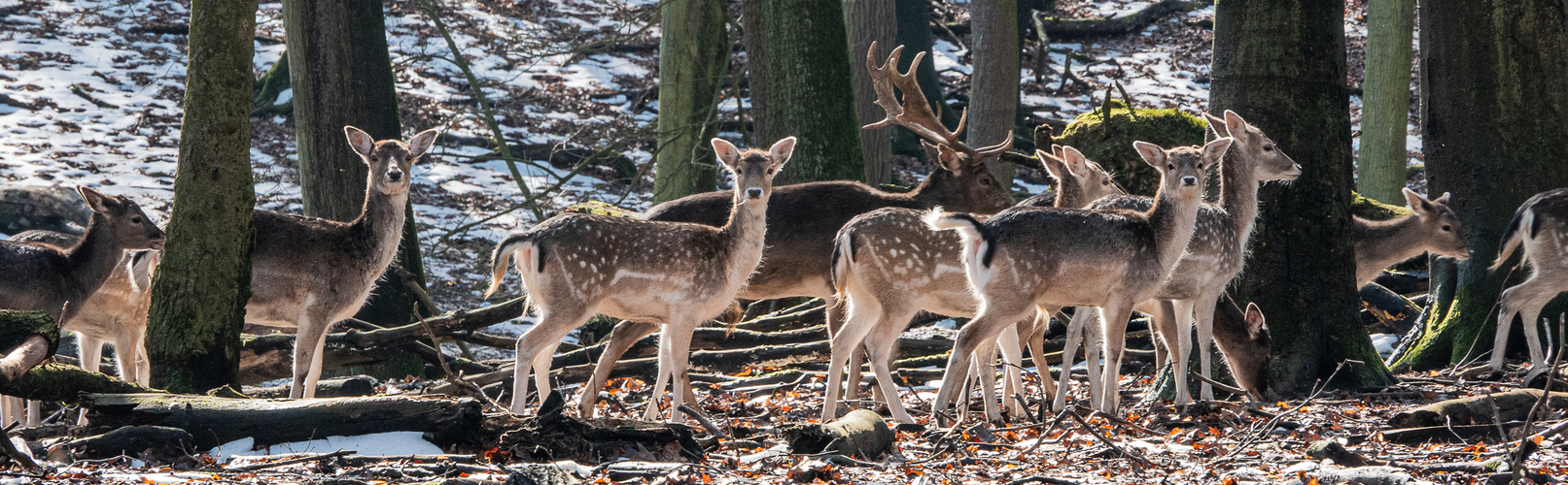 Wild im Wald