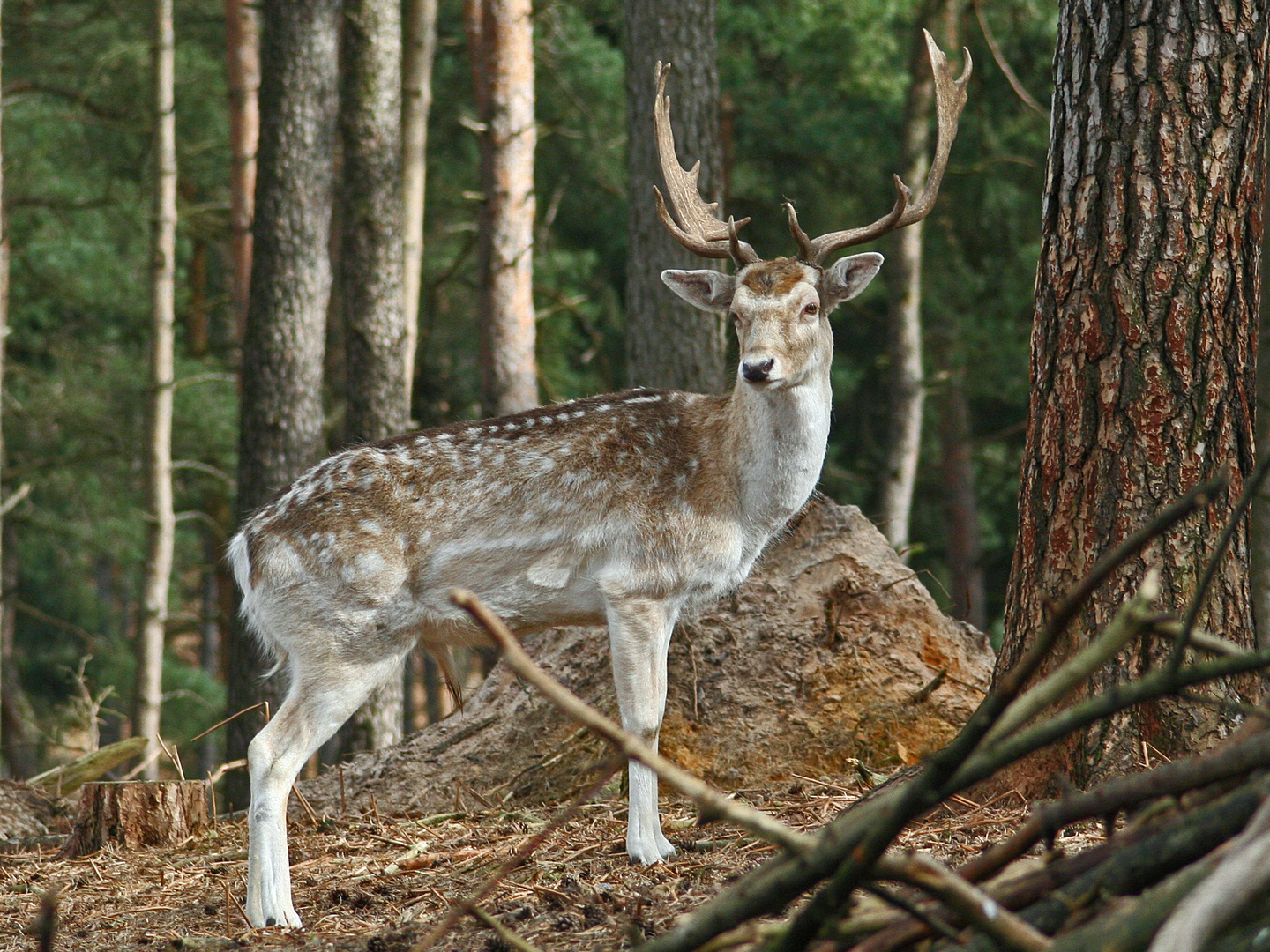 Wild im Wald