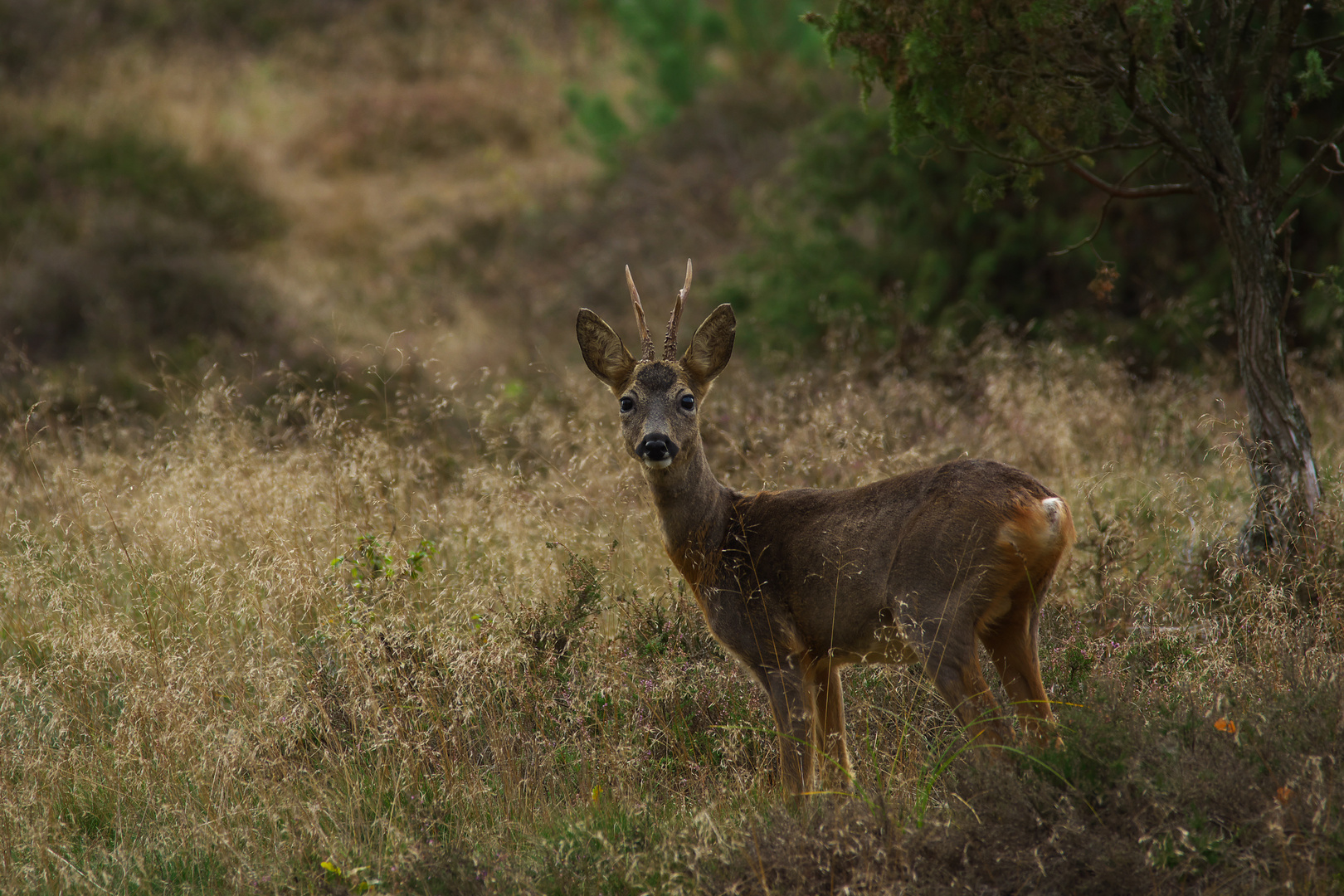 Wild in der Lüneburger Heide