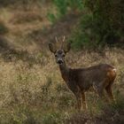 Wild in der Lüneburger Heide