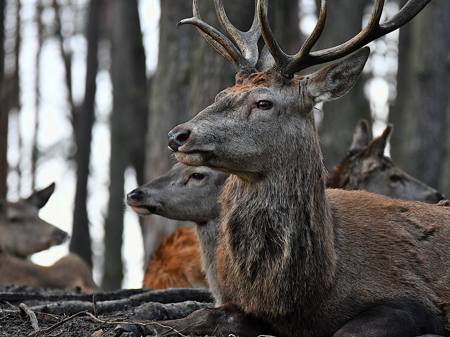 Wild in der Schorfheide