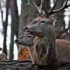 Wild in der Schorfheide