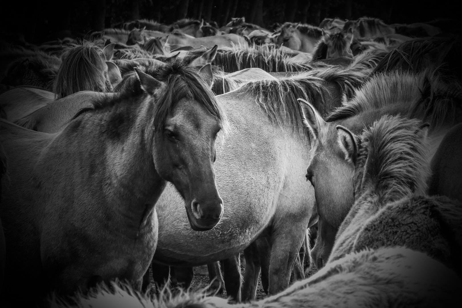 Wild in Dülmen