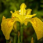 Wild Iris after rain
