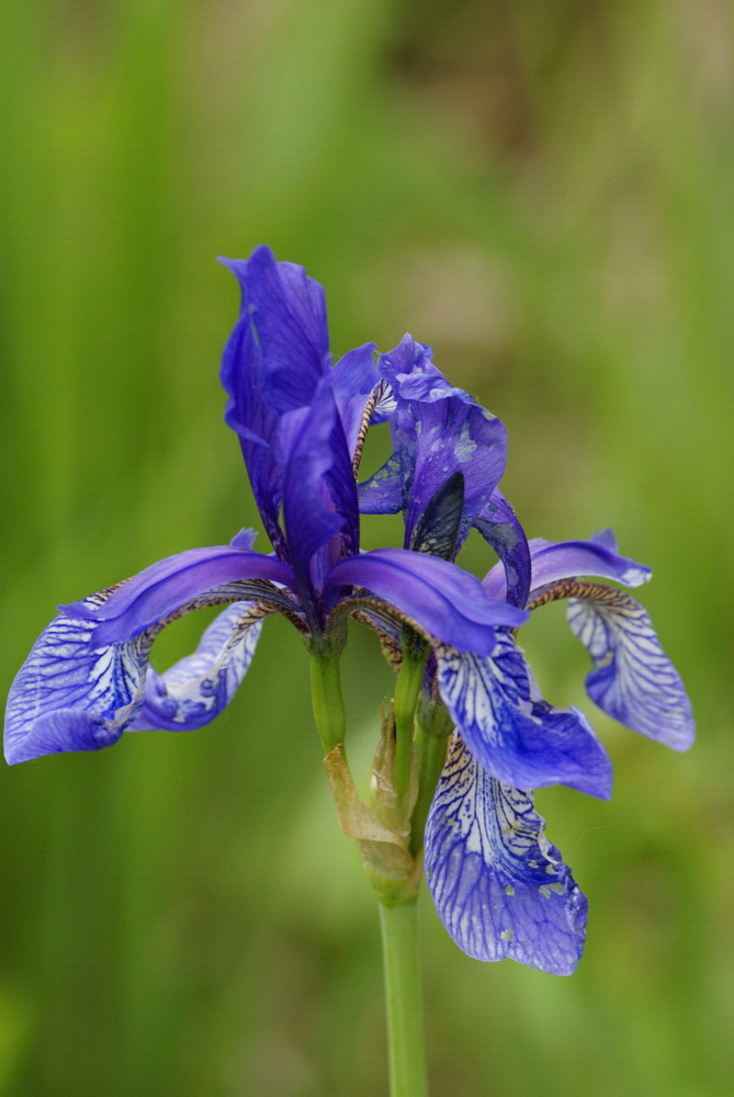 Wild iris