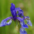 Wild iris