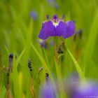 wild iris