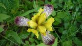 Wild Iris Spezialität by Sara Ivan 