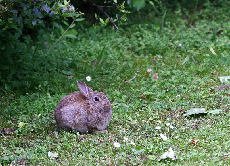 Wild-Kaninchen