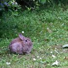 Wild-Kaninchen