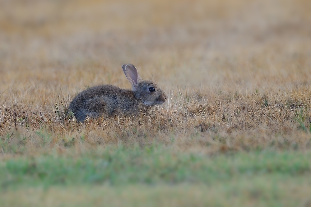 Wild-Kanninchen