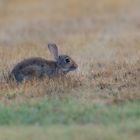 Wild-Kanninchen