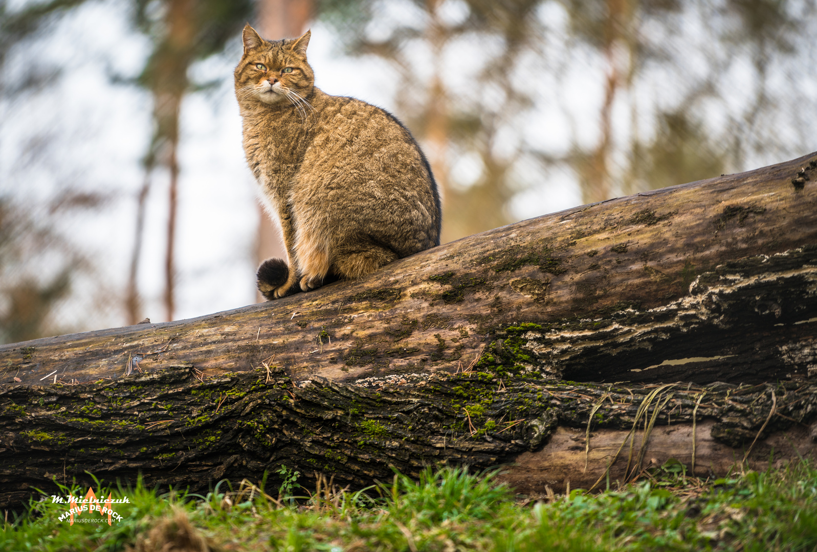 Wild Katze in Sicht 