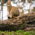 Wild Katze in Sicht 