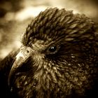 Wild Kea