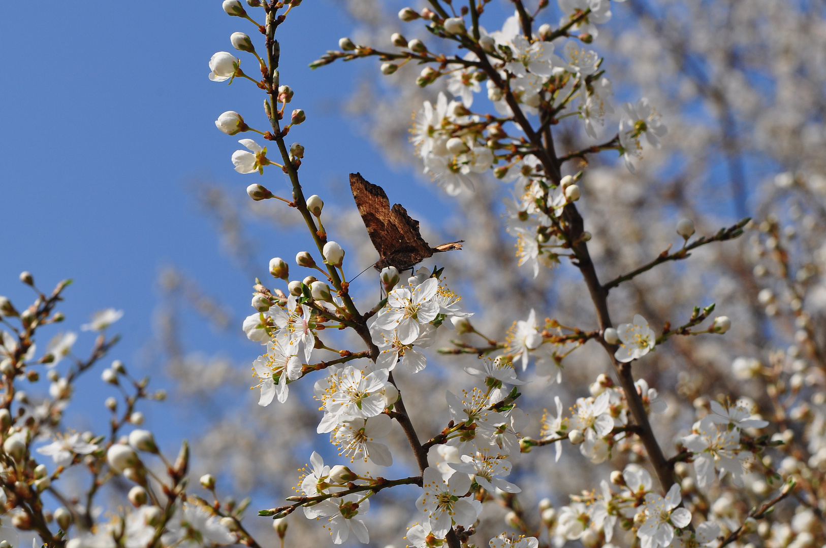 Wild - Kirsch - Blüten ( Prunus avium Fam. Rosaceae)