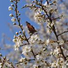 Wild - Kirsch - Blüten ( Prunus avium Fam. Rosaceae)