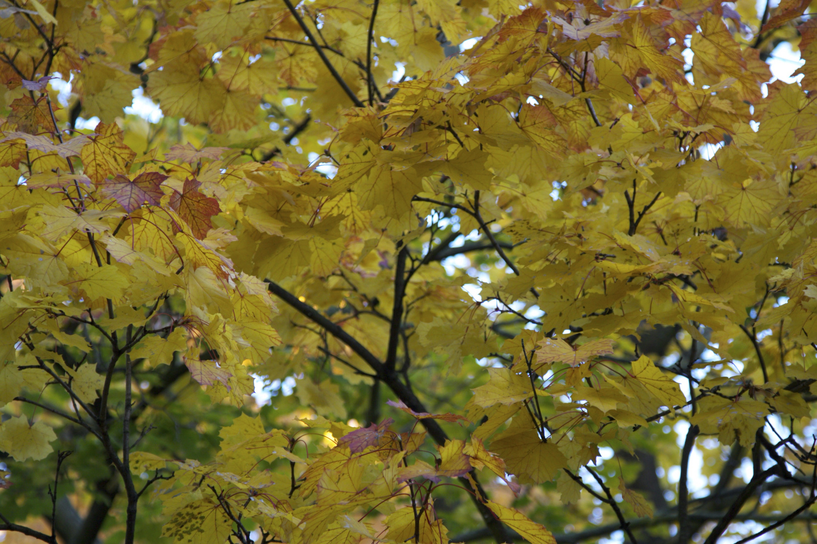 Wild Leaves