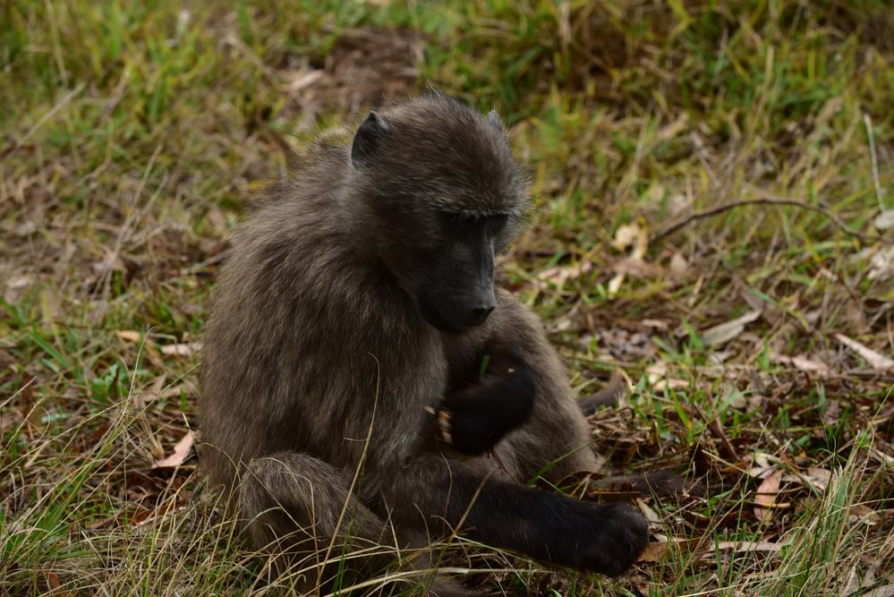 Wild lebende Affen in Südafrika.                    DSC_4975
