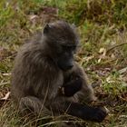 Wild lebende Affen in Südafrika.                    DSC_4975