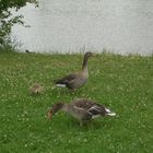 Wild lebende Gänse am Böblinger See mit Küken