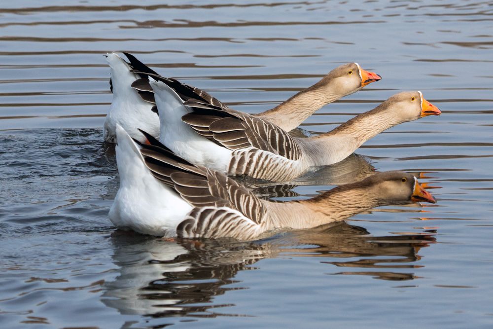 Wild lebende Gänse auf dem Bruchsee (Heppenheim)