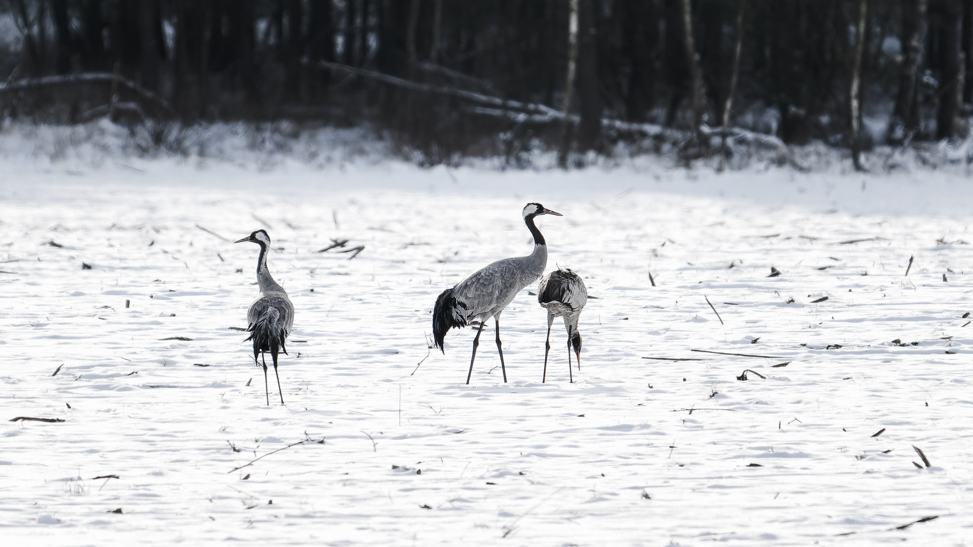 Wild lebende Kraniche im Schnee ...