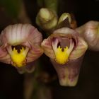 Wild lebende Orchidee aus dem Tropischen Regenwald von Borneo