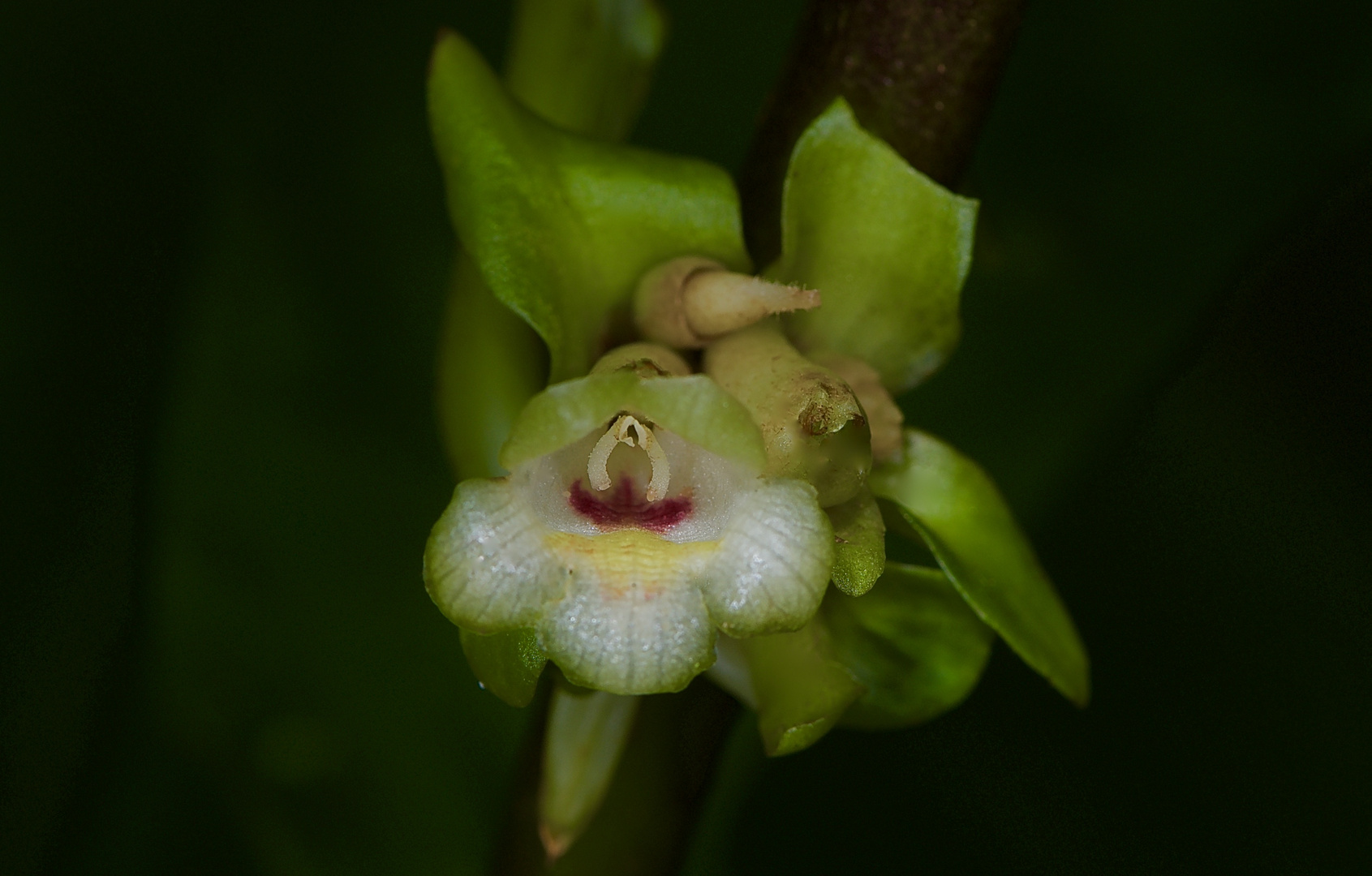 Wild lebende Orchidee aus dem Tropischen Regenwald von Borneo