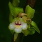 Wild lebende Orchidee aus dem Tropischen Regenwald von Borneo