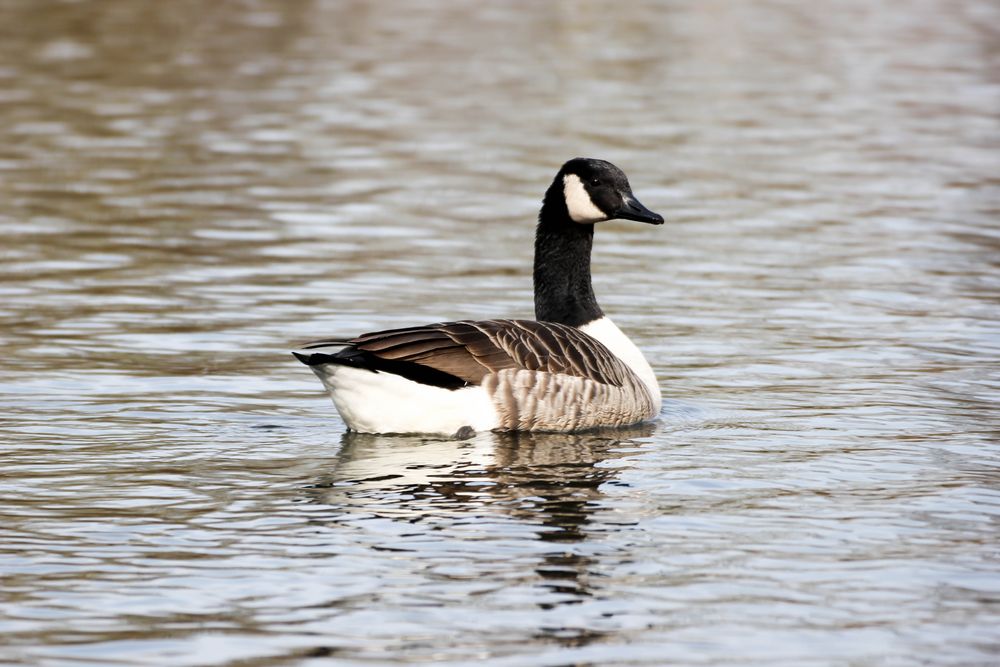 Wild Lebende Tiere im Park