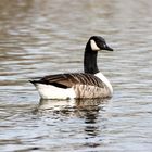 Wild Lebende Tiere im Park