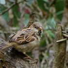 Wild lebende Vögel