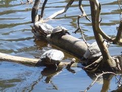 wild lebende Wasserschildkröten in der Nähe von Stuttgart