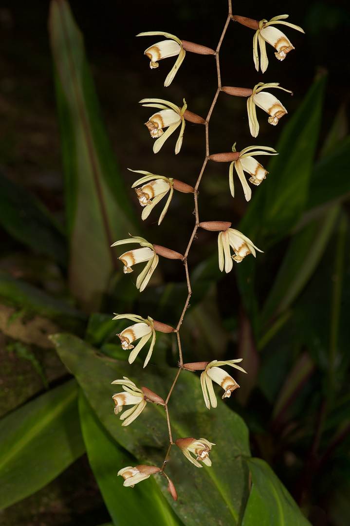 Wild lebenden Orchideen aus dem Tropischen Regenwald von Borneo