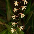 Wild lebenden Orchideen aus dem Tropischen Regenwald von Borneo