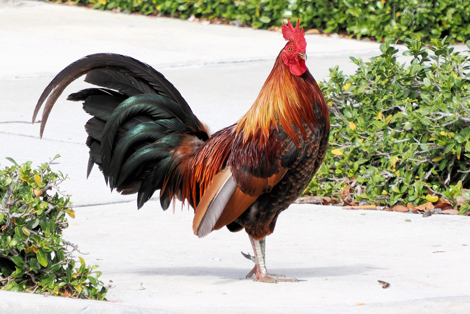 Wild lebender Hahn in Key West …