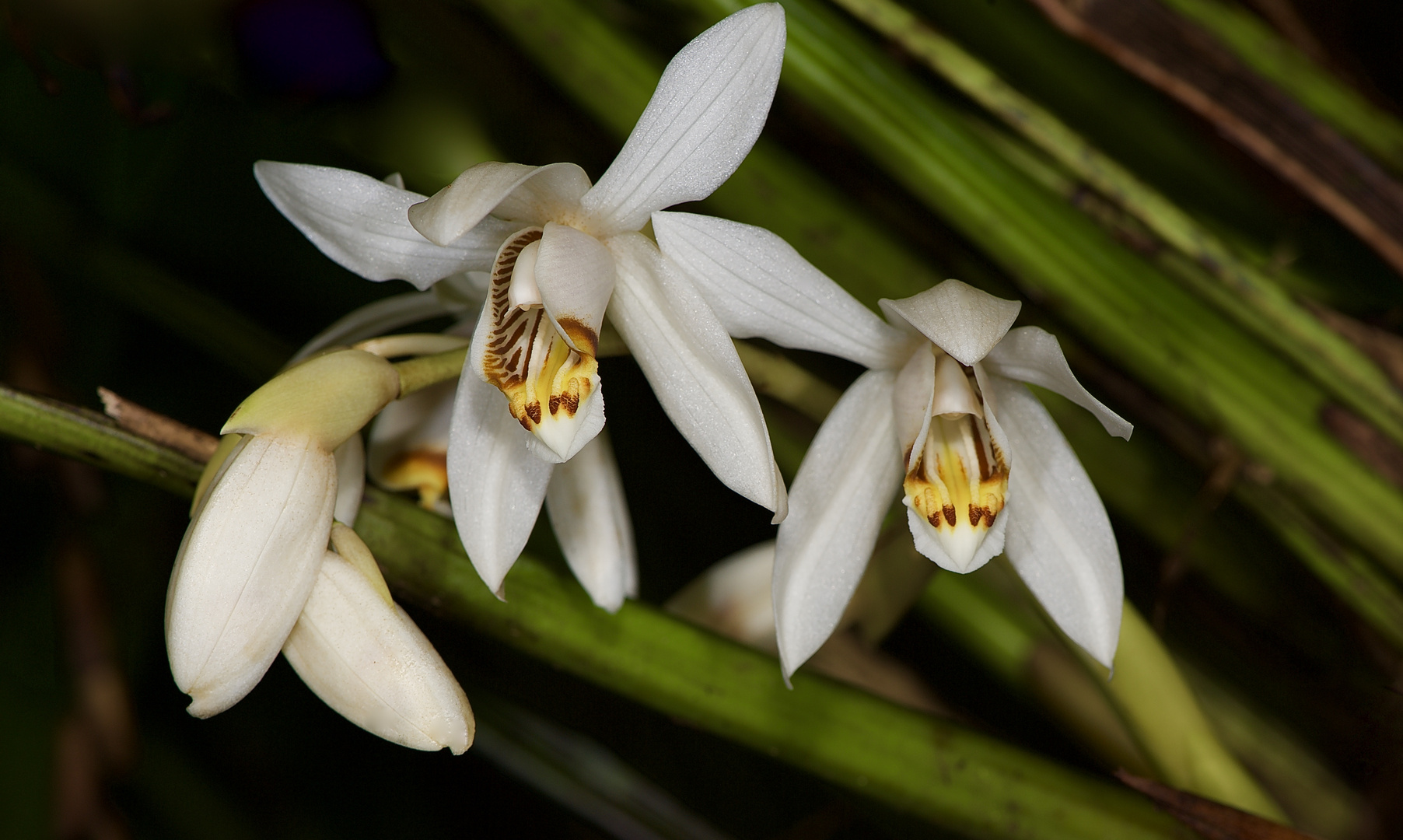 Wild lebender Orchidee aus Borneo, Sabah
