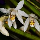 Wild lebender Orchidee aus Borneo, Sabah