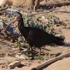 Wild-lebender Waldrapp inkl. Video (youtube-Link)