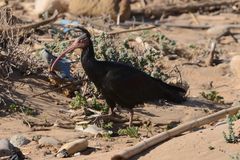 Wild-lebender Waldrapp inkl. Video (youtube-Link)