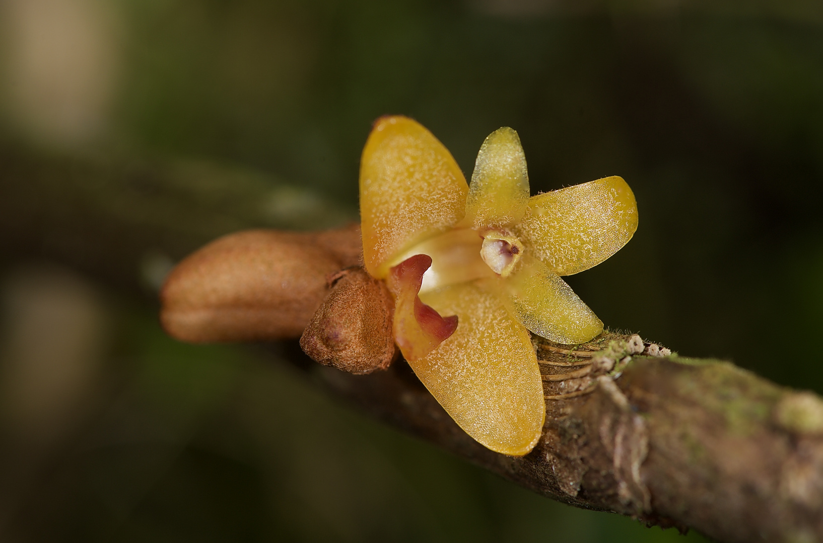 Wild lebenderOrchidee Aus Borneo, Sabah.