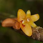 Wild lebenderOrchidee Aus Borneo, Sabah.