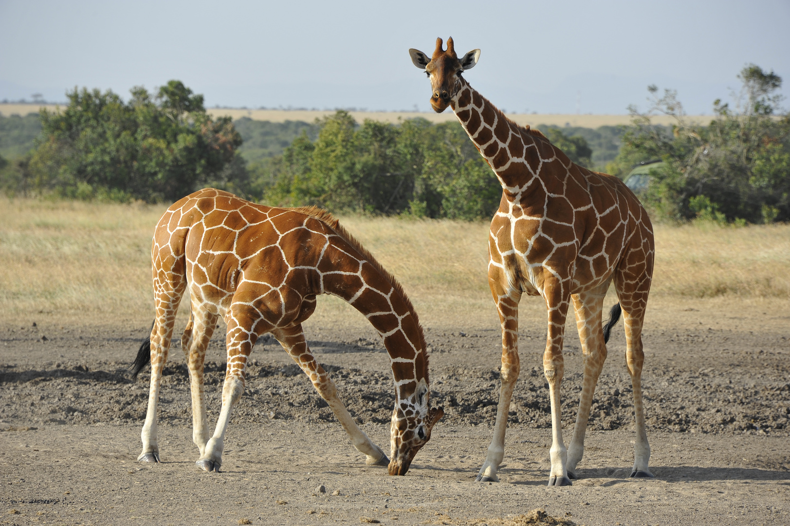 Wild life at its best in Kenya